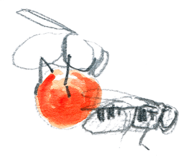 «Enfin! Après de longues minutes à scruter les grappes, je trouve des insectes engourdis par le froid qui pompent le jus des fruits mûrs du sorbier. / © Olivier Loir