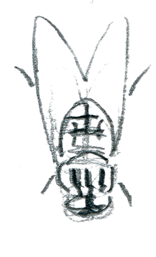 «Enfin! Après de longues minutes à scruter les grappes, je trouve des insectes engourdis par le froid qui pompent le jus des fruits mûrs du sorbier. / © Olivier Loir