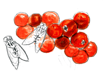 «Enfin! Après de longues minutes à scruter les grappes, je trouve des insectes engourdis par le froid qui pompent le jus des fruits mûrs du sorbier. / © Olivier Loir
