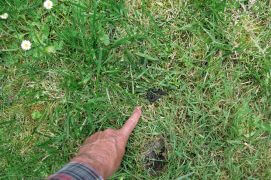 De petites crottes décorent régulièrement votre pelouse. Plus loin des trous dans l’herbe… Qui a fait ça ?