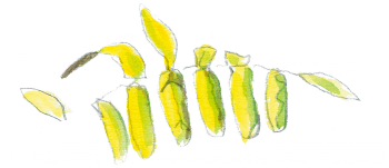 Feuille de sorbier des oiseleurs / © Olivier Loir