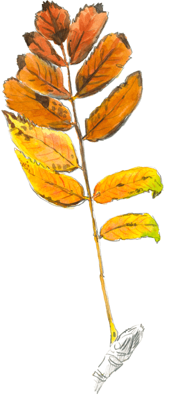 Feuille de sorbier des oiseleurs / © Olivier Loir