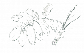 Feuille de sorbier des oiseleurs / © Olivier Loir