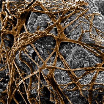 Filaments, ou hyphes, de champignon autour de particules de terre Tout savoir sur les bactéries et champignons du sol