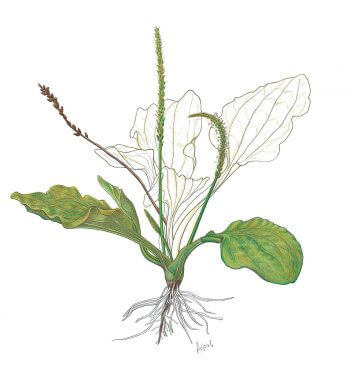 Recette de tarte au plantain et à l'ortie