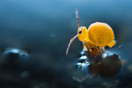 Heterosminthurus insignis / © Philippe Lebeaux