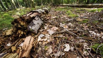 Le bois mort est primordial pour la biodiversité forestière.