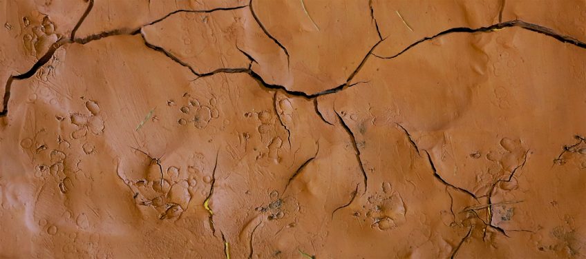 Le piège à empreintes révèle qui est passé par là… Pistez les empreintes des animaux qui visitent votre jardin la nuit