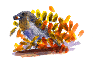 Le rougegorge familier se fond bien dans les couleurs automnales des feuilles de sorbier. / © Olivier Loir