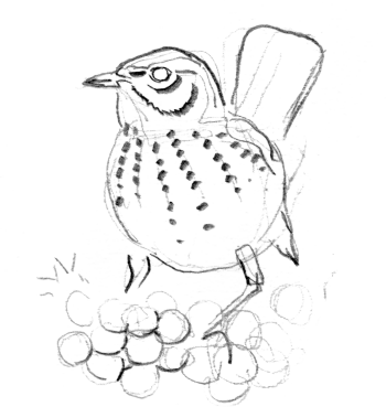 Le sorbier des oiseleurs a été utilisé par les chasseurs d'oiseaux. Resto chez le sorbier des oiseleurs