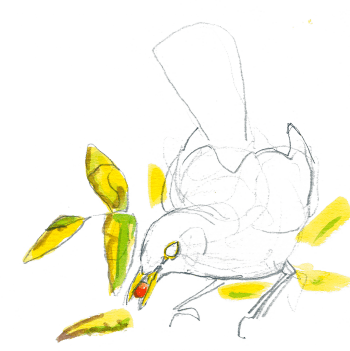 Les baies du sorbier attirent les oiseaux comme des aimants. Resto chez le sorbier des oiseleurs