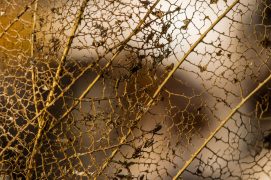 Marque de fabrique: une feuille criblée comme une passoire ? C'est l'œuvre des vers enchytréides qui s'attaquent surtout au tissu du limbe foliaire.  / © Philippe Lebeaux