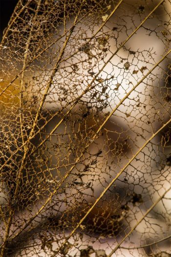 Philippe Lebeaux, un photographe fasciné par les collemboles