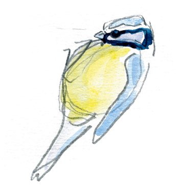 Mésange bleue / © Olivier Loir