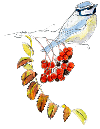 Mésange bleue / © Olivier Loir