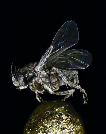 Animaux du sol: mouche des cercueils