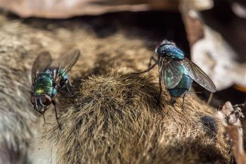 Mouche verte