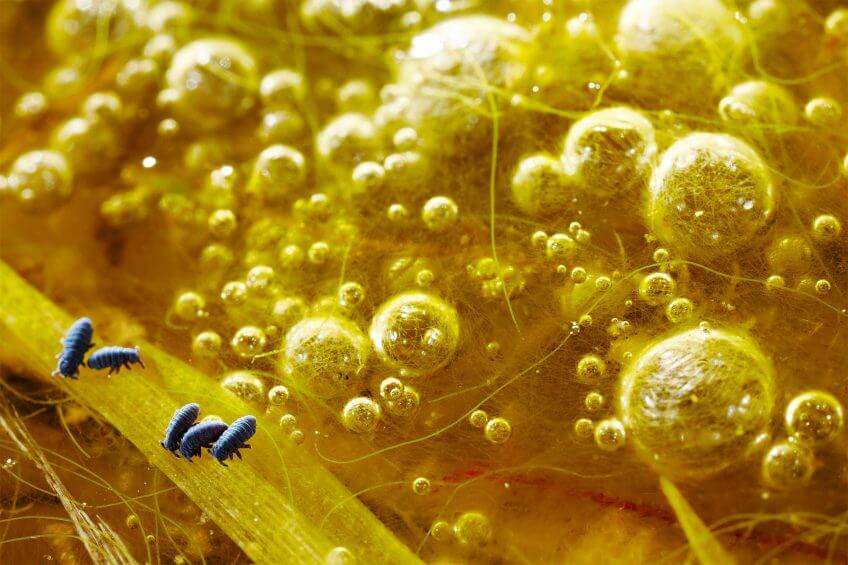 A la découverte des collemboles, petits invertébrés du sol