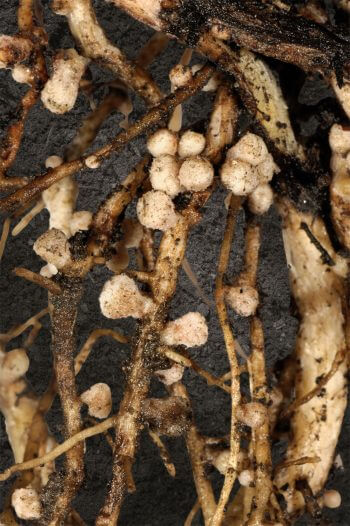 Nodules racinaires contenant des rhizobiums Tout savoir sur les bactéries et champignons du sol