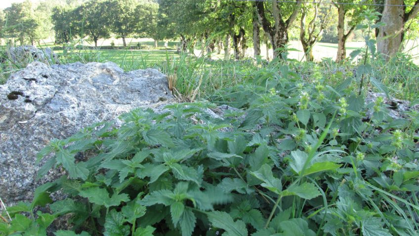 Les orties poussent souvent en touffes au bord des chemins et des champs. Recette de tarte au plantain et à l'ortie