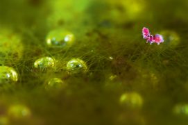 Le mâle de Sminthurides parvulus saisit la femelle grâce à ses antennes munies de crochets. Puis celle-ci le soulève à la perpendiculaire. Le mâle dépose ensuite par terre des paquets de semence que sa partenaire collecte sous son abdomen. / © Philippe Lebeaux