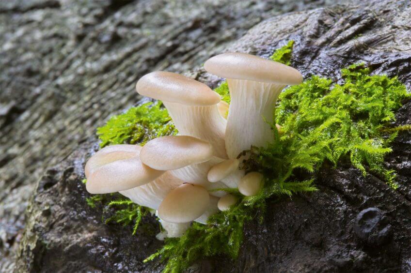Bestiaire du sol: Pleurotus ostreatus
