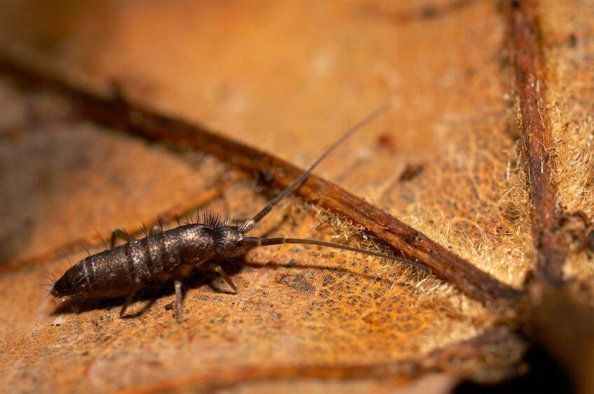 Animaux du sol: collembole