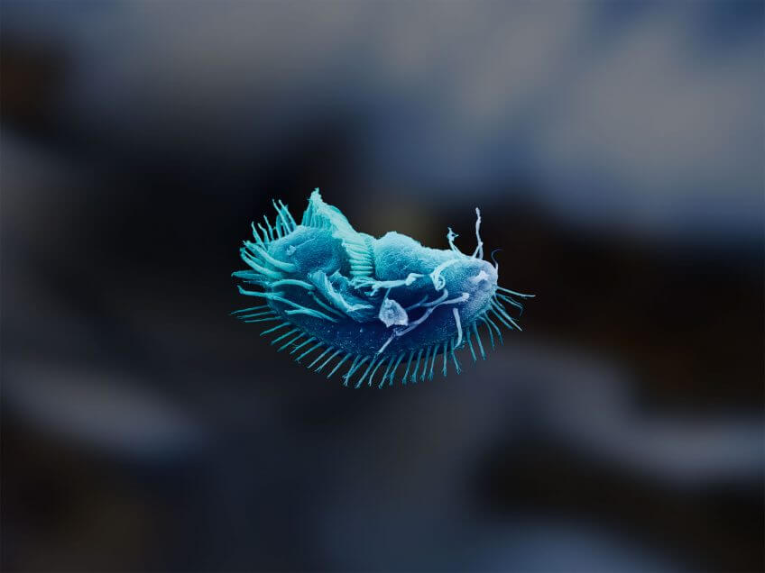 Tout savoir sur les bactéries et champignons du sol