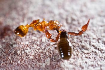 Pseudoscorpion