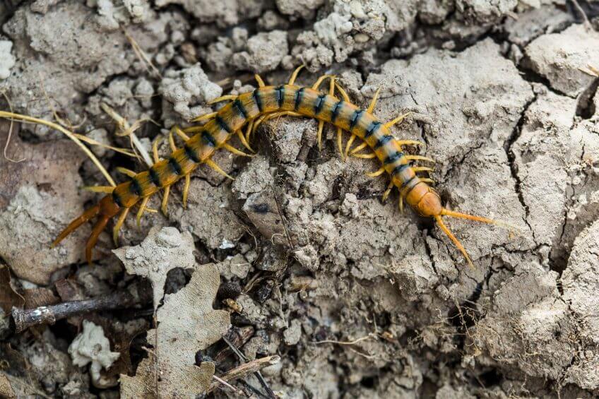 Animaux du sol: scolopendre