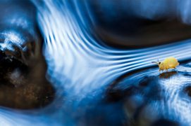 Sminthurides aquaticus / © Philippe Lebeaux