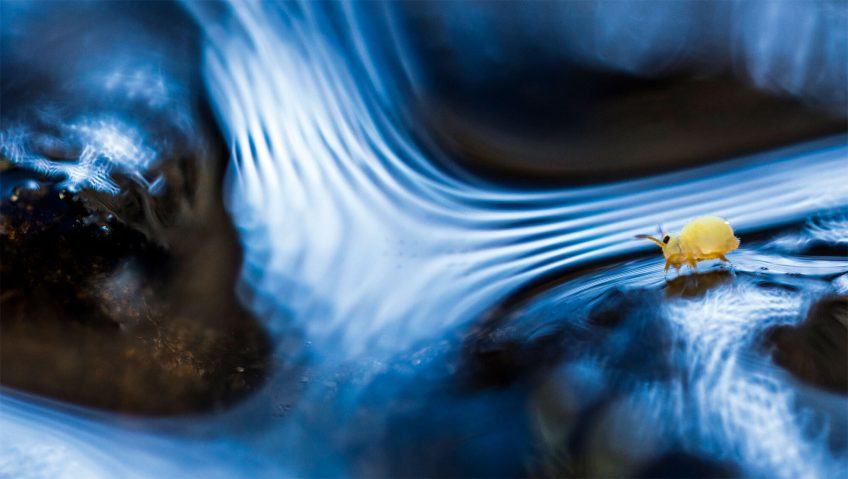 A la découverte des collemboles, petits invertébrés du sol