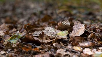 Sol forestier recouvert de feuilles en décomposition