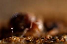 Certains collemboles déposent leurs spermatozoïdes dans des paquets directement sur le sol. Pour éviter qu'ils soient mangés, Allacma suspend ces spermatophores sur un long stylet. / © Philippe Lebeaux