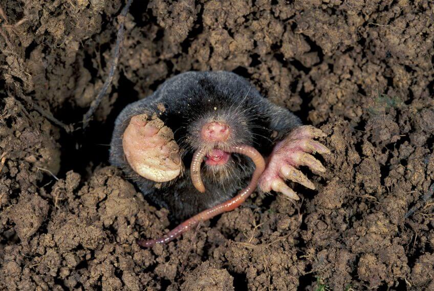 Animaux du sol: taupe