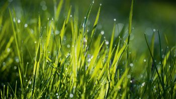 Une prairie sous le soleil révèle de nombreuses nuances de vert. Une prairie sous le soleil révèle de nombreuses nuances de vert.