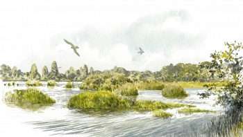 La Brenne est un paradis à cistudes, espérons qu'elle le reste! La Brenne est un paradis à cistudes, espérons qu'elle le reste!