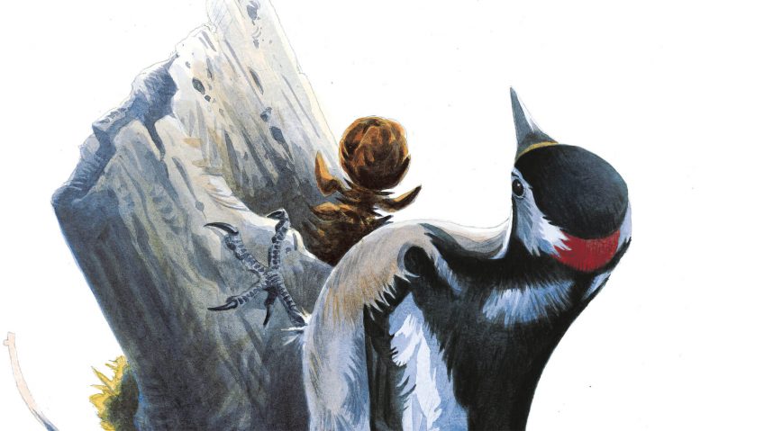 Dessin de pic épeiche sur un tronc