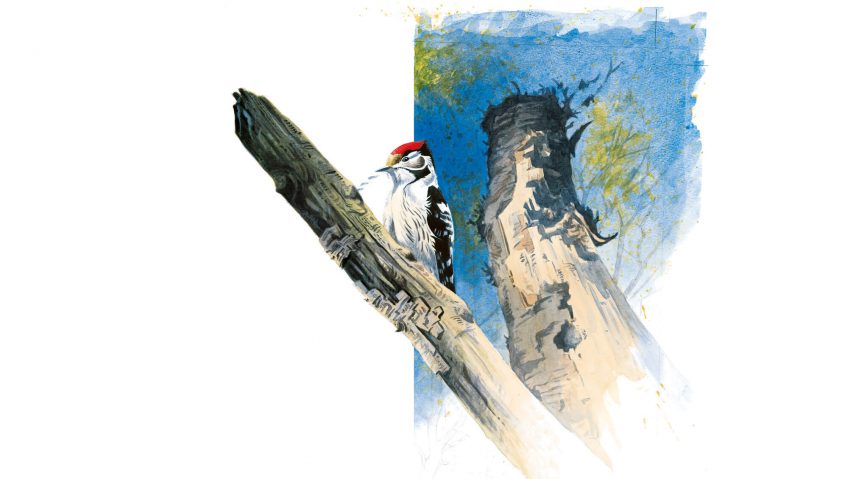 Dessin de pic épeichette