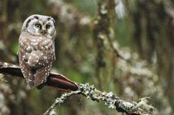 Photo de chouette de Tengmalm