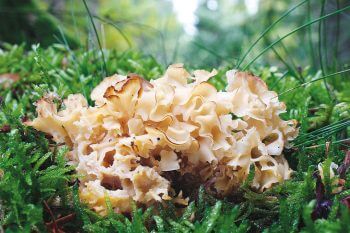 Photo de clavaire crépue