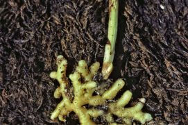 Coralline / © Philippe Lebeaux