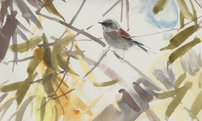 Rémiz penduline par Nick Derry