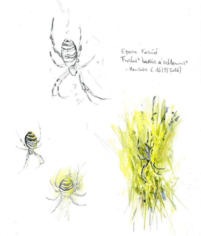 Araignée épeire fasciée par Yves Fagniart