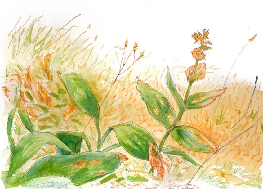 Gentiane jaune par Jacques Laesser