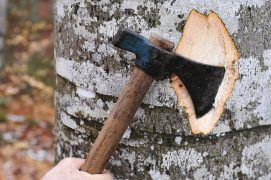 « Le bois mort est tout sauf mort. C’est du bois qui grouille de vie et enrichit la forêt. »
Pascal Junod, inspecteur forestier du 3e arrondissement, canton de Neuchâtel
 / © Sandro Campardo