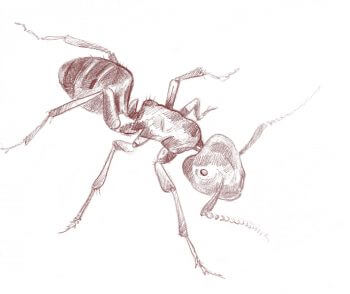 Fourmi Camponotus herculeanus Dessin de fourmi Camponotus herculeanus