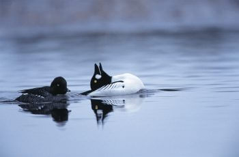 Photo de garrot à oeil d'or
