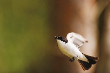 Photo de gobemouche noir