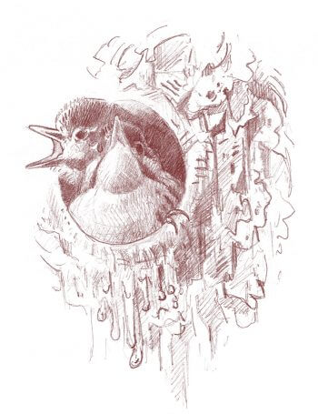 Jeunes pics quémandant leur nourriture. Dessin de jeunes pics quémandant leur nourriture.